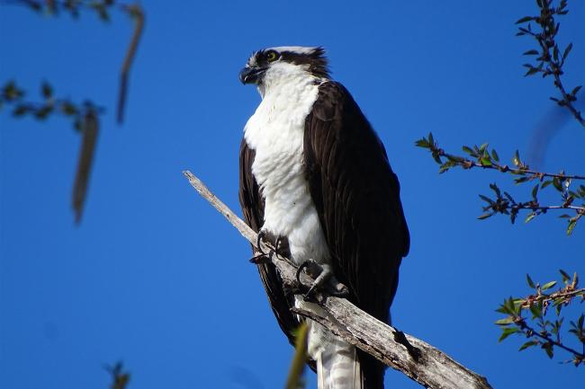 Osprey