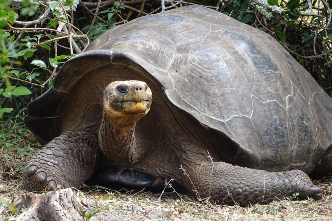 Turtle, CITES SC73