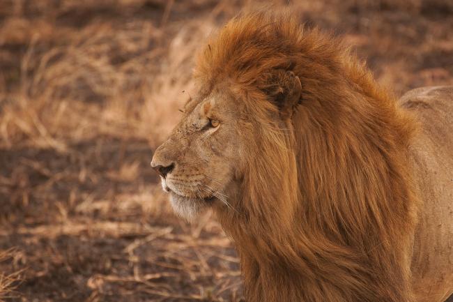 Lion - CITES SC73 - 5May2021