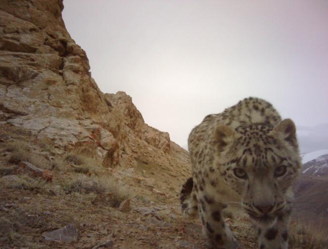 Snow leopard (c) Ilbirs Foundation
