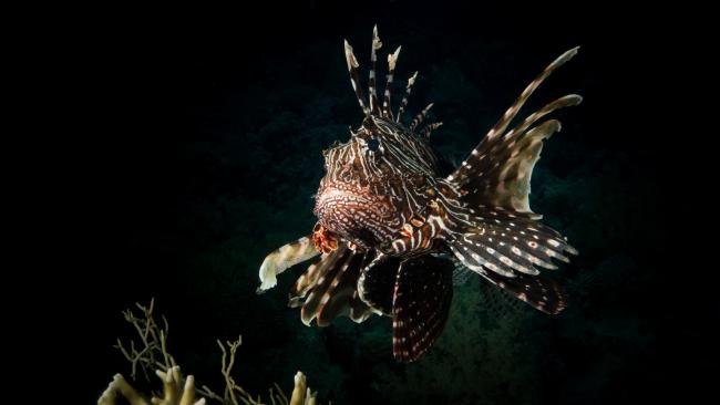 Invasive fish