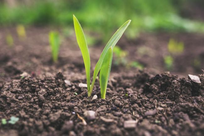 Soil