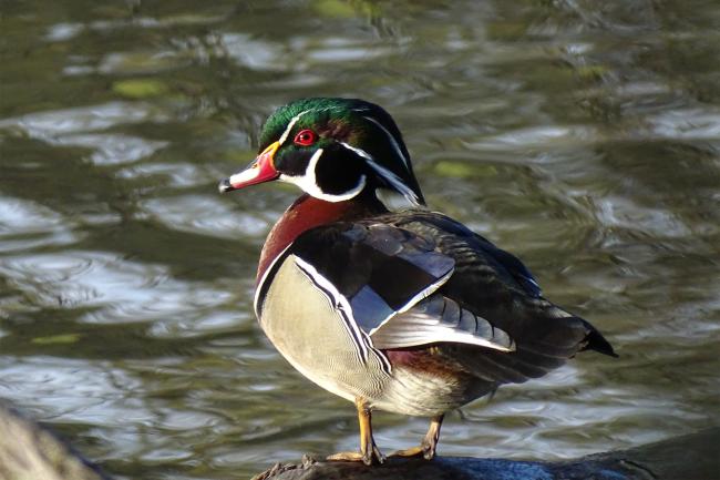 Duck