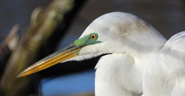 Egret
