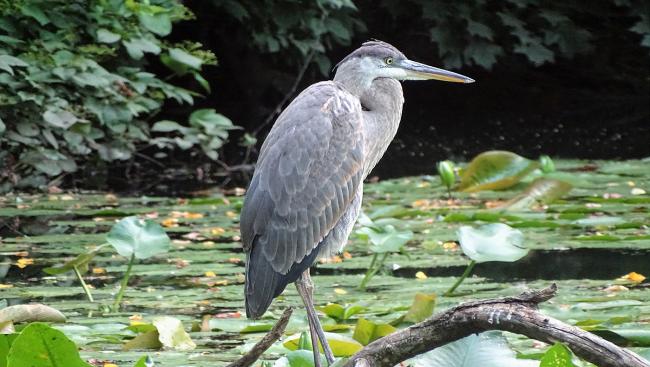 Great Blue Heron_PamelaChasek_3WGPost2020GBF_24August2021_photo.jpg