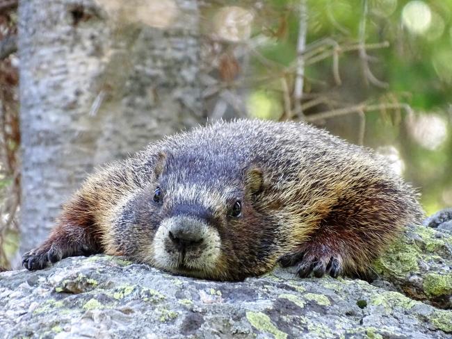 Marmot_3WGPost2020GBF_27August2021_photo.JPG
