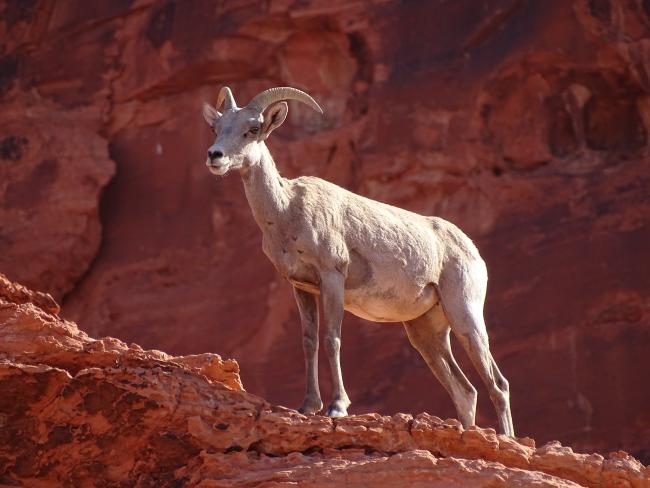 Big Horn Sheep_3WGPost2020GBF_2September2021_photo.JPG