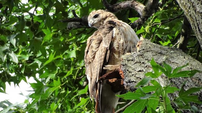 Red-tailed Hawk_3WGPost2020GBF_3September2021_photo.jpg