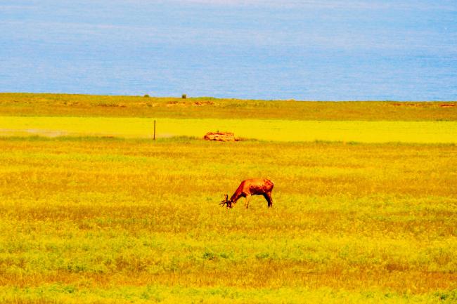 Qinghai, China © Tanya Rosen 