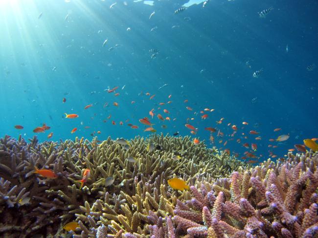 Marine biodiversity