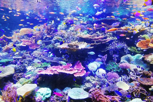Fishes/Coral