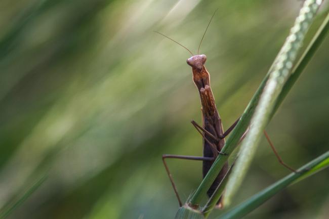 Photo by S N Pattenden