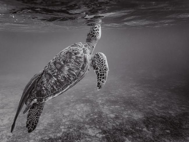 Sea turtle