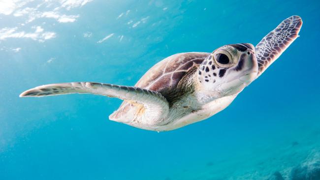Sea turtle
