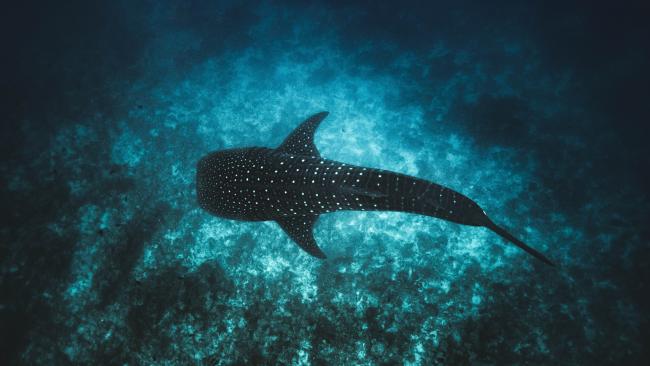 Shark