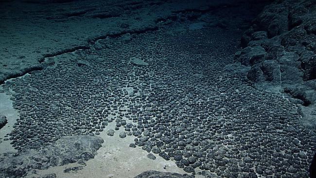 A field of manganese nodules
