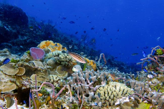 Cozumel diving