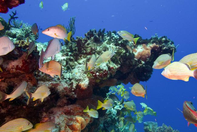 Photo taken in Cozumel