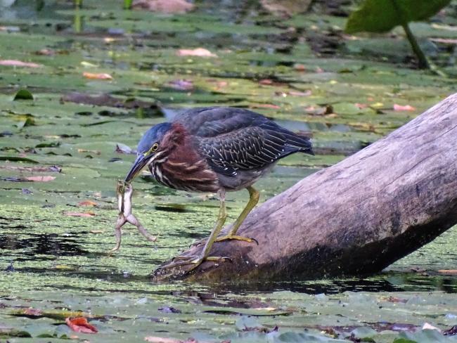 A bird hunts a frog