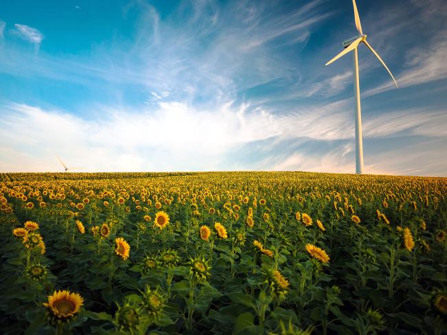 Windmill / Sunflowers