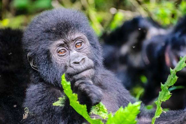 Baby Gorilla