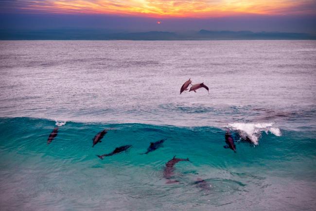 Dolphins