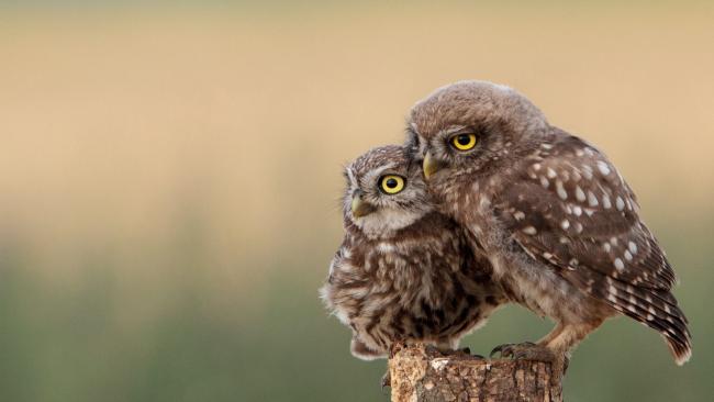 Owls