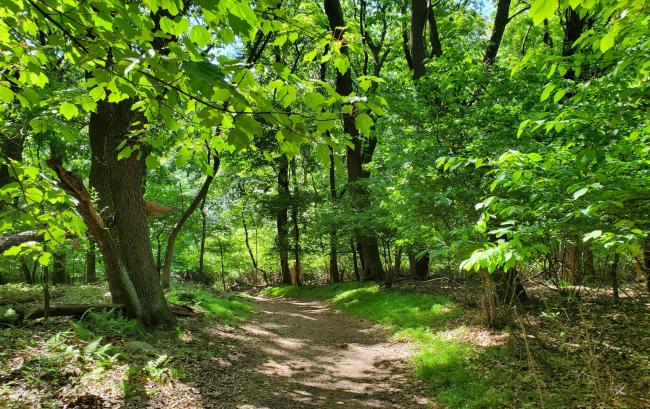 Forest picture