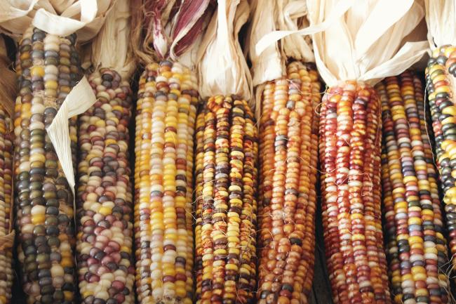 Corn photo