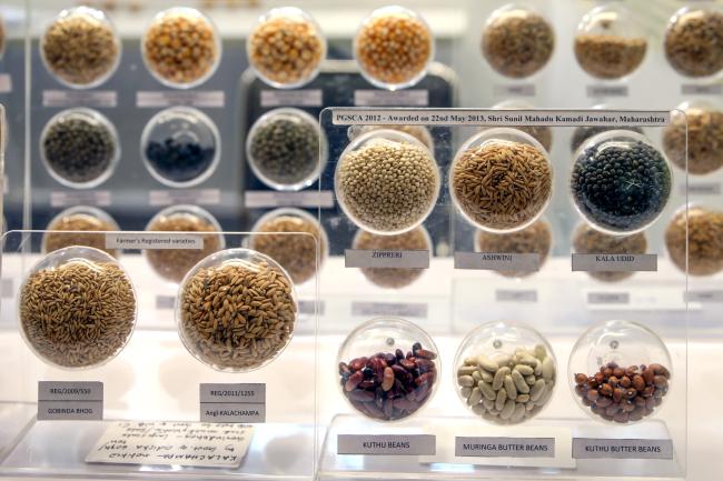 Seeds