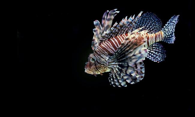 Fish