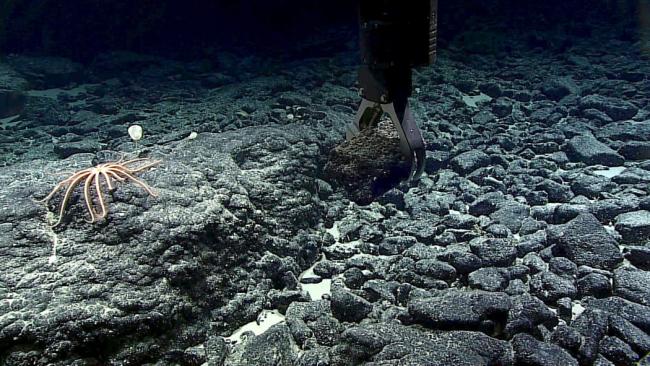 Deep Sea