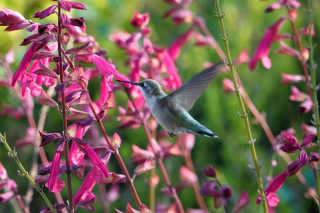 Hummingbird