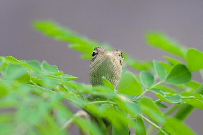 Lizard