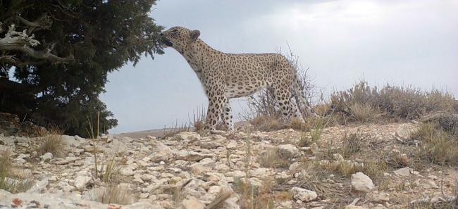 Persian Leopard