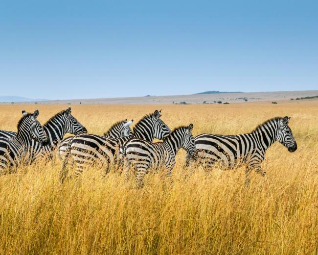 Zebras
