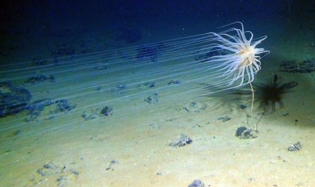 Relicanthus sp.