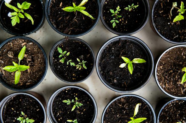 Green leafed seedlings on black plastic pots