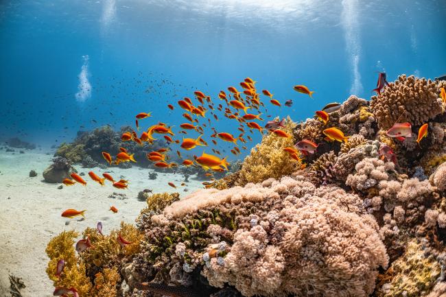 Fishes in the ocean