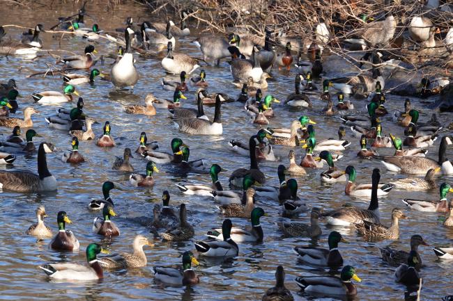 Duck flock