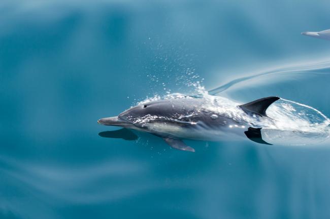 Dolphin