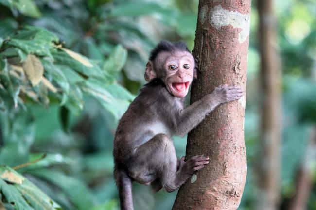 Long-tailed Macaque