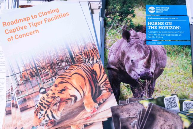tigers and rhinos - CITES_SC78_7feb2025-photo
