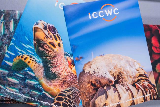 turtles and pangolins - CITES_SC78_8feb2025-photo