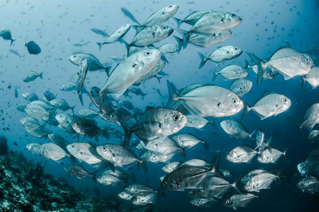 Fishes in the ocean