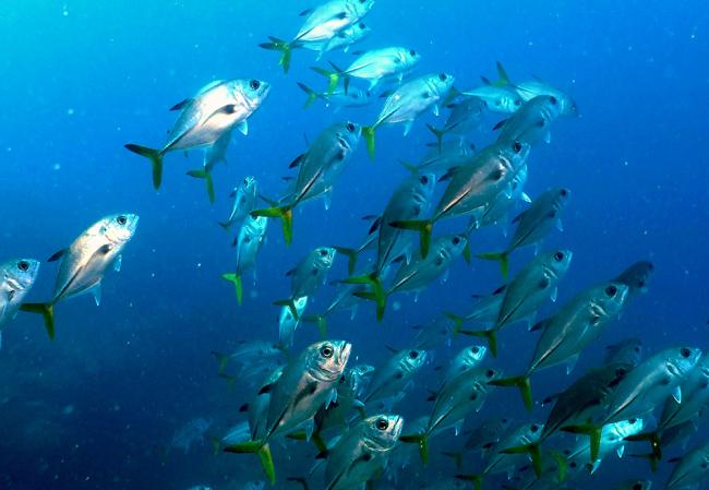 Horse eye jacks from Cuba, photo by Marcelo Halpern