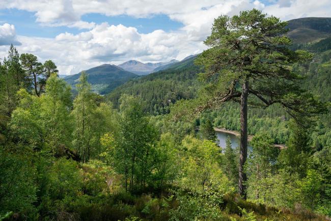 Caledonian pinewoods in Glen Affric, Scotland