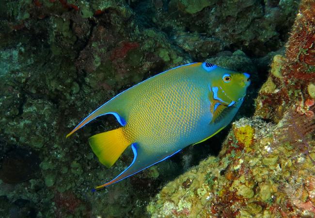 Queen Angelfish from Belize, photo by Marcelo Halpern