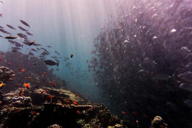 School of fish - Johnny Africa - unsplash.jpg