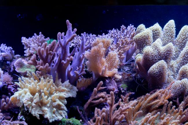 Yellow coral reef in water